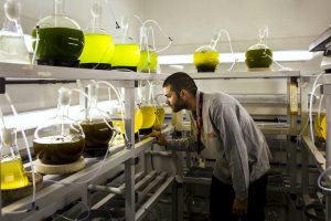 El Centre d’Innovació en Proteïnes Alternatives (CiPA) valoritza fonts de proteïna alternatives a les tradicionals: vegetals, fermentació amb fongs i altres microorganismes, algues i insectes.
